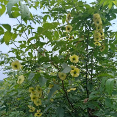 Cyclocarya paliurus seeds/Cylocarya seeds 1kg