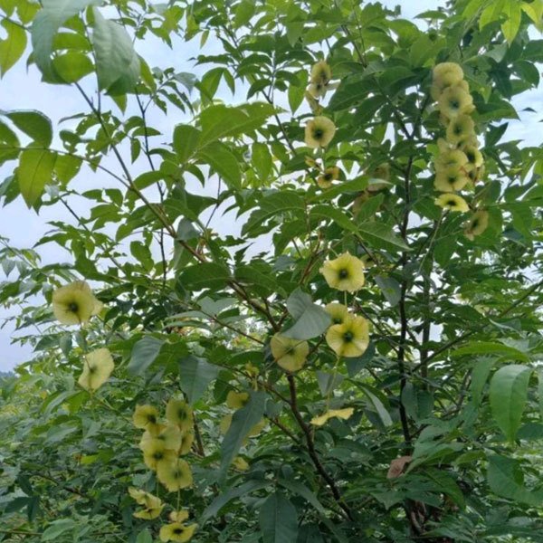 Cyclocarya paliurus seeds/Cylocarya seeds 1kg