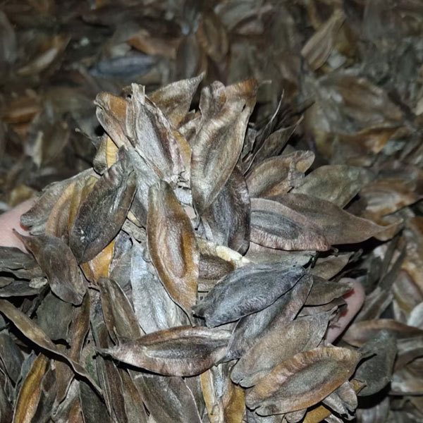 Eucommia ulmoides/Eucommia seeds 1kg