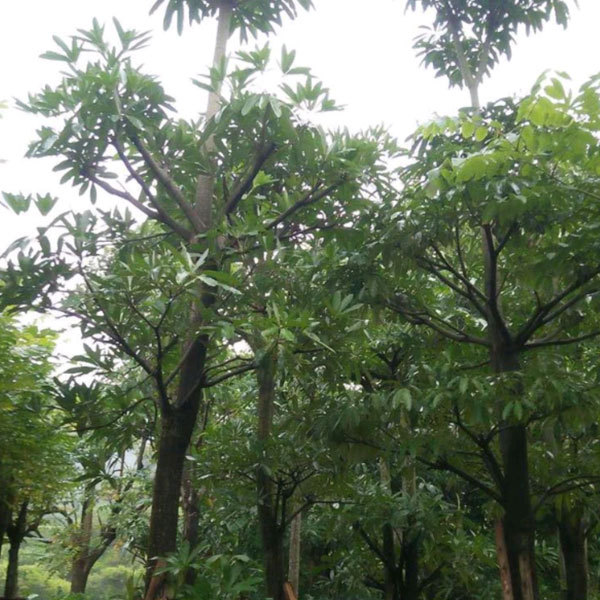 Bothrocaryum controversum seeds/Cornus controversa seeds 1kg