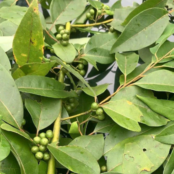 Litsea cubeba seeds 1kg