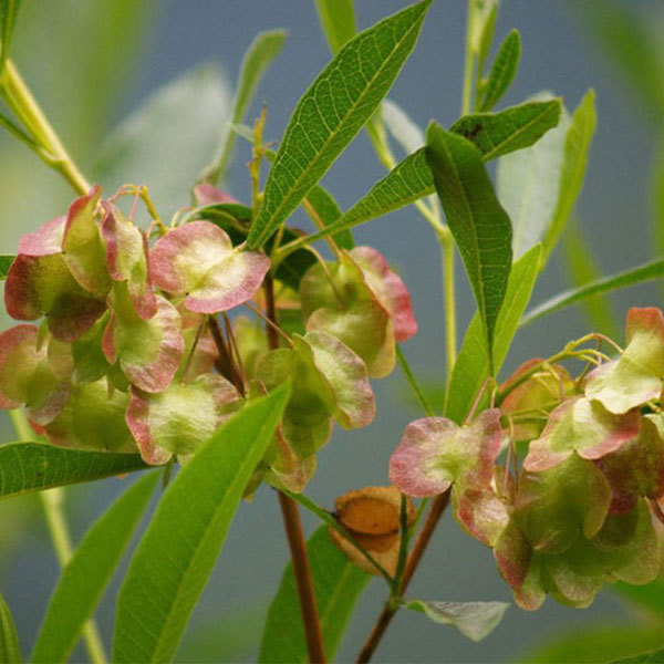 Dodonaea viscosa seeds/Hopbush seeds 1kg