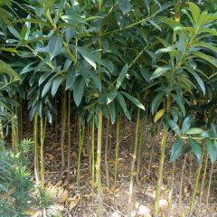 Symplocos tetragona seeds 1kg