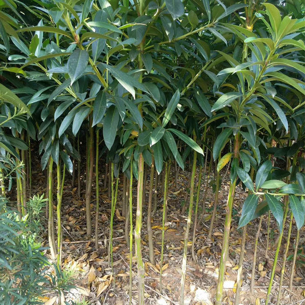 Symplocos tetragona seeds 1kg