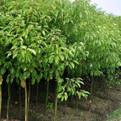 Deyeuxia langsdorffii seeds/Calamanrostis lanysdorffii seeds 1kg