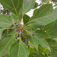 Sassafras/Sassafras tzumu/Chinese Sassafras seeds 1kg