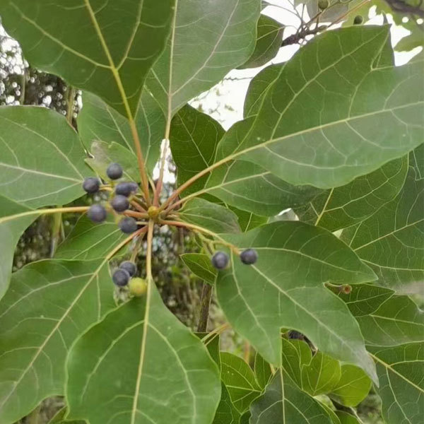 Sassafras/Sassafras tzumu/Chinese Sassafras seeds 1kg