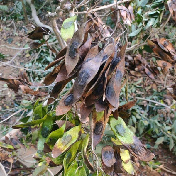 Dalbergia odorifera seeds/Dalbergia seeds 1kg