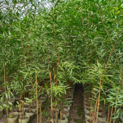 Acacia confusa seeds/Mimosaceae Acacia confusa seeds 1kg