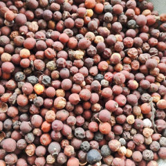 Hackberry seeds/Celtis sinensis seeds
