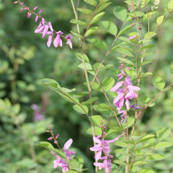Indigofera pseudotinctoria Matsum seeds 1kg