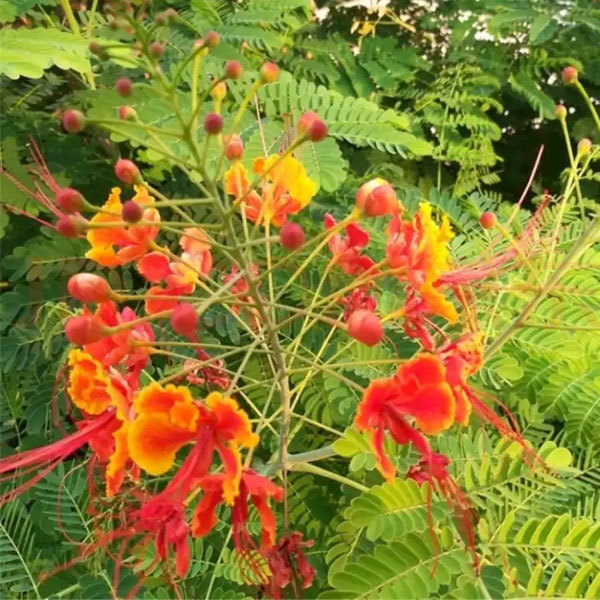 Caesalpinia pulcherrima seeds 1kg