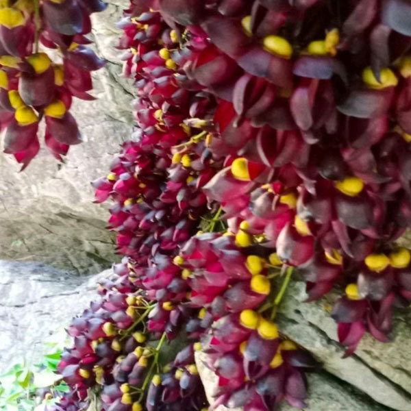 Mucuna sempervirens seeds/Mucuna seeds 1kg