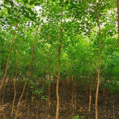 Sapium sebiferum seeds/Chinese tallow tree seeds 1kg