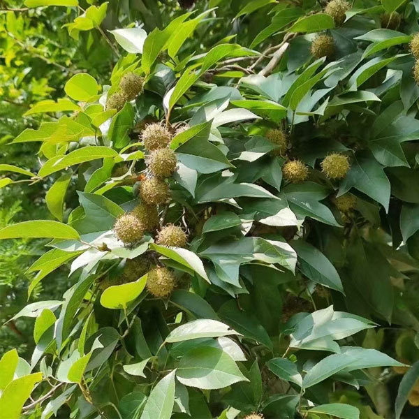 Semiliquidambar cathayensis/Pterospermum heterophyllum seeds 1kg