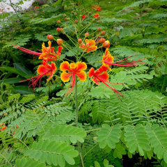 Caesalpinia pulcherrima seeds 1kg