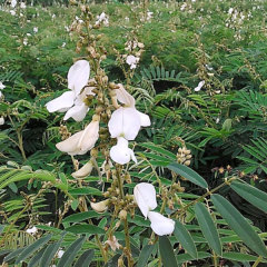 Tephrosia candida seeds/ White tephrosia seeds 1kg