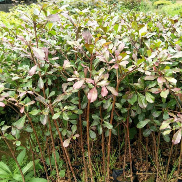 Terminalia mantaly seeds/Madagascar Almond seeds 1kg