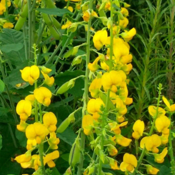 Crotalaria pallida seeds/Crotalaria mucronata seeds 1kg