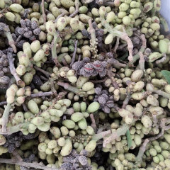 Michelia champaca seeds 1kg