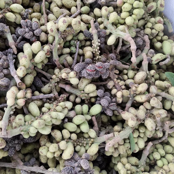 Michelia champaca seeds 1kg