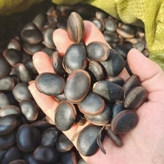 Mucuna sempervirens seeds/Mucuna seeds 1kg