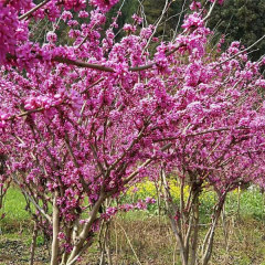 Cercis chinensis/Chinese redbud seeds 1kg