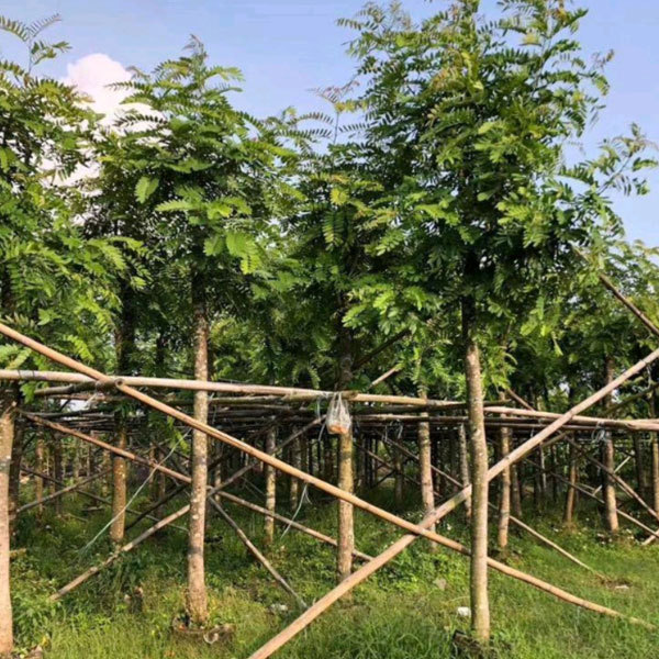 Cassia siamea/Siamese senna seeds 1kg