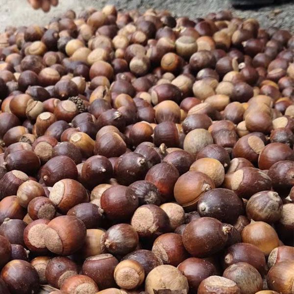 Quercus acutissima seeds/Holm oak seeds