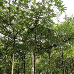 Bothrocaryum controversum seeds/Cornus controversa seeds 1kg