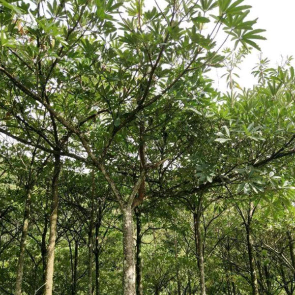 Bothrocaryum controversum seeds/Cornus controversa seeds 1kg