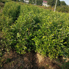 Michelia macclurei seeds 1kg