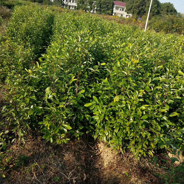 Michelia macclurei seeds 1kg