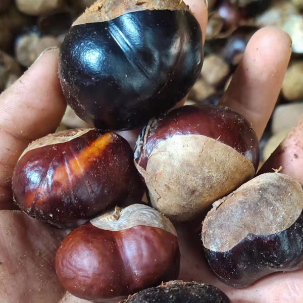 Aesculus chinensis/Horse Chestnut/Buckeyes seeds 1kg