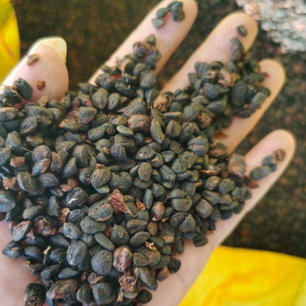 Manglietia insignis seeds 1kg