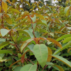 Sapium discolor seeds