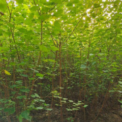 Sapium sebiferum seeds/Chinese tallow tree seeds 1kg