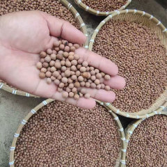 Santalum album/White sandalwood/Indian sandalwood seeds 1kg