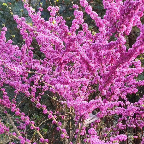 Cercis chinensis/Chinese redbud seeds 1kg