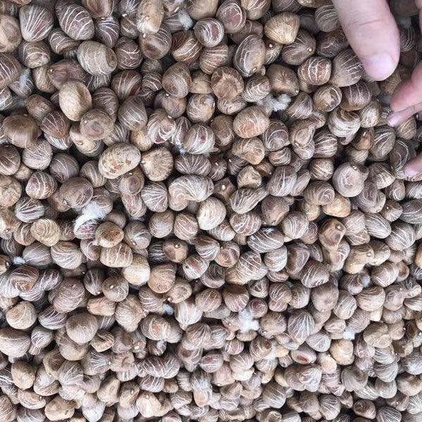 Pachira aquatica seeds/Pachira macrocarpa seeds 1kg