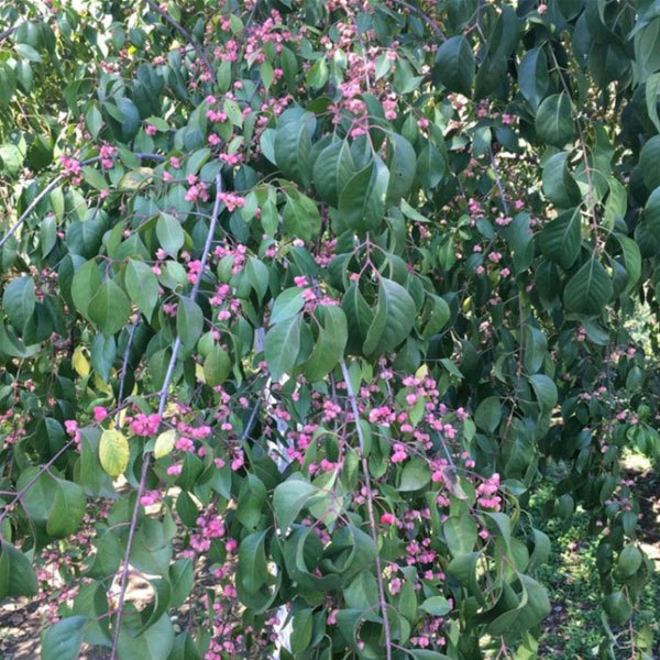 Euonymus bungeanus/Euonymus maackii seeds 1kg