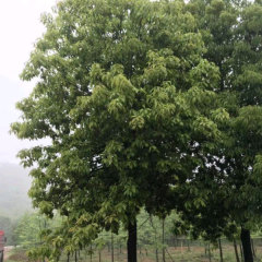 Schima superba/Schima wallichii choisy seeds 1kg