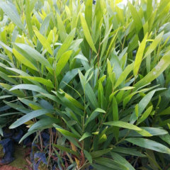 Acacia auriculiformis seeds/Acacia mangium seeds 1kg