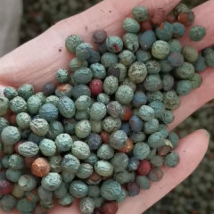 Pistacia chinensis/Pistacia seeds 1kg