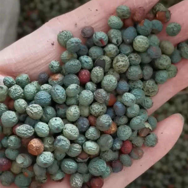 Pistacia chinensis/Pistacia seeds 1kg