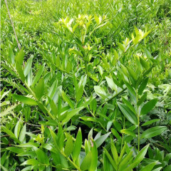 Nageia nagi seeds/Podocarpus Nagi seeds 1kg