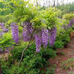 Wisteria seeds/Wisteria sinensis seeds 1kg