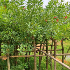 Erythrina crista-galli seeds