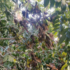 Dalbergia odorifera seeds/Dalbergia seeds 1kg