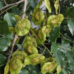 Red sandalwood/Rosewood seeds 1kg